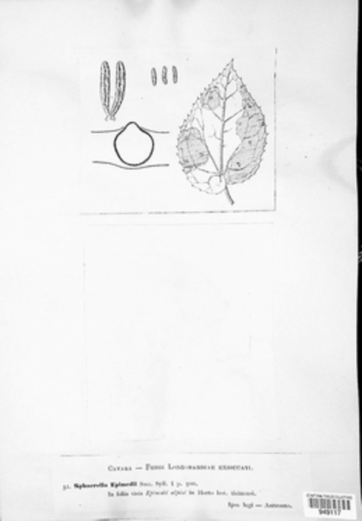 Mycosphaerella epimedii image